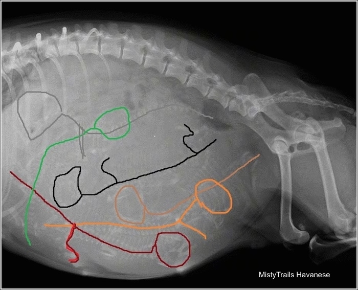 Whelping Puppies Pictures of Pregnant Dam XRays, Raising Pups