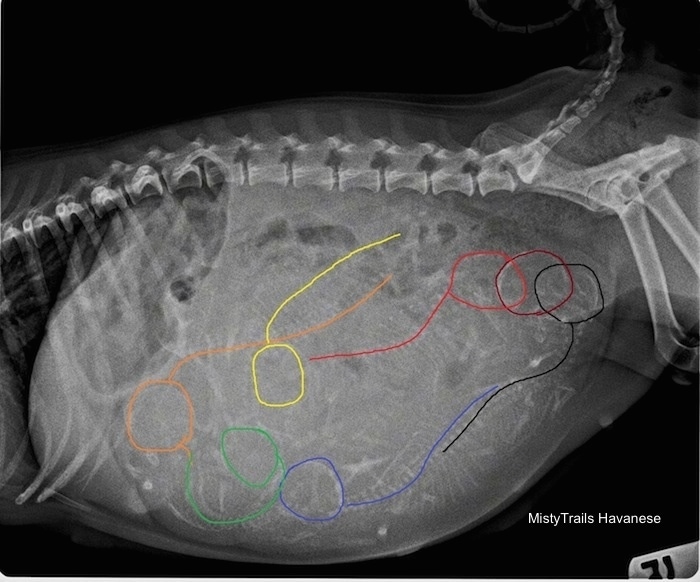 Side View - Seven puppies in a dam with color outlines highlighting the pups