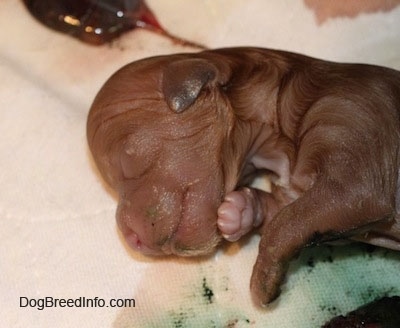 Close Up - Stillborns face