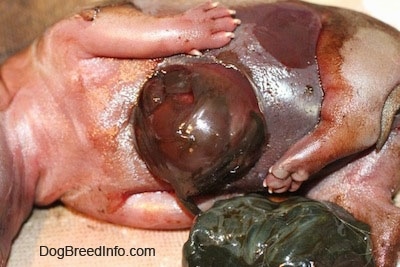 Close Up - Stomach are of stillborn puppy