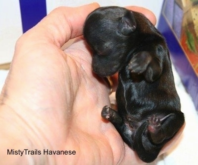 Close Up - Puppy in the Hand of a person