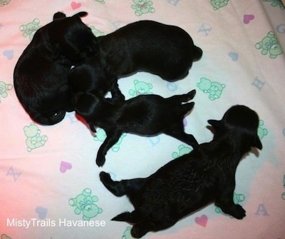 Four puppies laying on a blanket