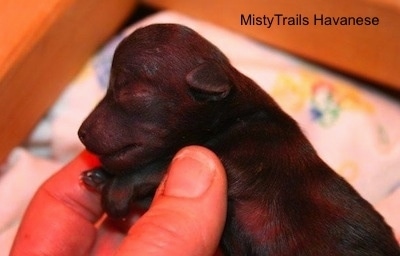 Close Up - Puppy being held over the whelp box by a person