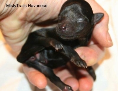 Close Up - Puppy in the hand of a person