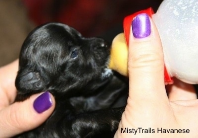 bottle cord feedings supplemental umbilical wrong attached foot things go when suck taught moved tube she her puppy dogbreedinfo