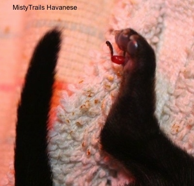 Close Up - Umbilical Cord attached to puppy's foot