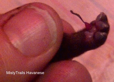 Close Up - Umbilical Cord attached to puppy's foot