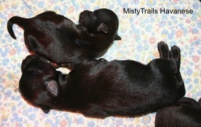 Two Puppies laying next to each other on a blanket, one is much smaller than the other