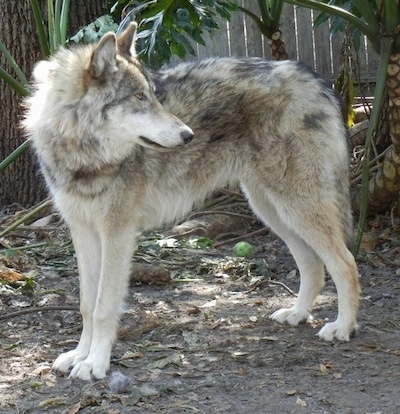 wolfdog breeds