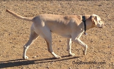 A yellow Labrador Retriever is walking across dirt. Its front paw is in the air and its tail is level with its body.