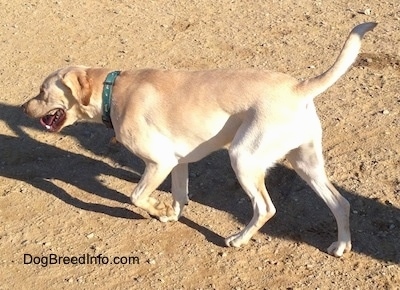 A yellow Labrador Retriever is wearing a green collar walking across dirt with its mouth open and tongue out. Its paw is in the air and its tail is up.
