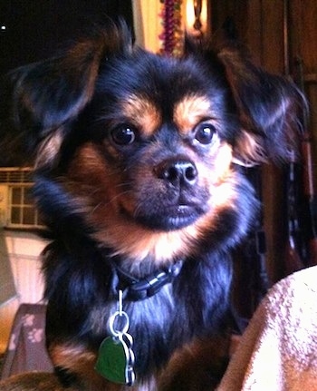 Close up - A black and tan Yorkinese dog sitting on a chair covered in a blanket and it is looking forward. It has small ears that fold over to the front with longer hair hanging from them, wide round dark eyes, a black nose and black lips.