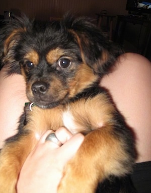 Close up - A black with brown and white Yorkinese puppy is being held up in the lap of a person and it is looking forward. The dog looks like it has a smile on its face.