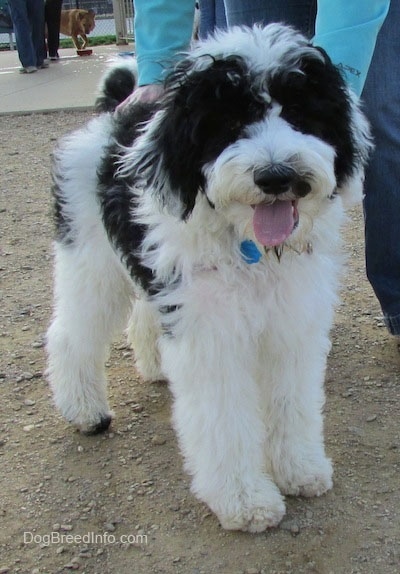 A tall, thick coated, white and black Yorkipoo dog standing across a dirt surface, it is looking forward and it is panting.