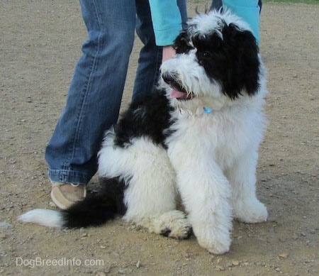 The soft looking, thick coated front right side of a white and black Yorkipoo dog sitting in dirt, it is panting and it is looking to the left. There is a person standing behind it and touching its sides.
