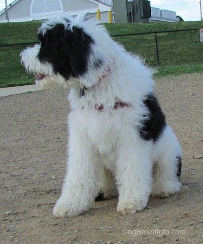 The front side of a large white and black Yorkipoo dog standing on a dirt surface looking to the left.