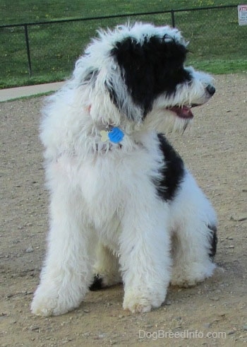 The front left side of a white and black Yorkipoo that is sitting across a dirt surface. It is looking to the right and its mouth is open. It has a thick coat and ears that hang down to the sides.