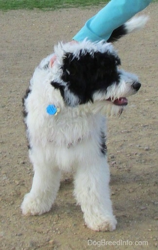 Front view - A  thick-coated, white and black Yorkipoo is standing on a dirt surface and it is looking at the person to its right, who is touching its back.