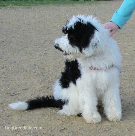 A thick furred, black and white Yorkipoo is sitting in dirt and it is looking to the left. There is a person with there hand on its side.