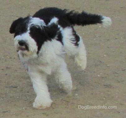 Action shot - A white and black Yorkipoo dog running across a dirt surface. Its ears are flopping around and its long tail is flying backwards.