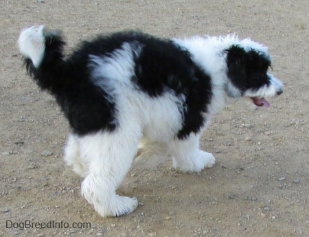 Back-side view of a thick coated black and white large dog with a thick coat and a long tail running in dirt.