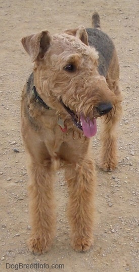 A black with tan Airedale Terrier is standing on dirt path and it is panting.