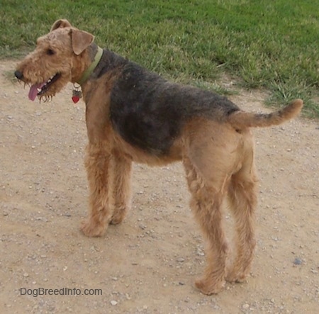 The back left side of a black with brown Airedale Terrier that is standing across a dirt surface.