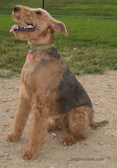 The front left side of a black with tan Airedale Terrier that is sitting in dirt with its mouth open and tongue out.