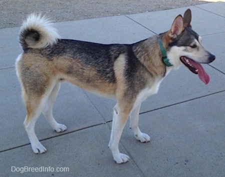 The right side of a black, tan and white Akita Shepherd that is standing on a concrete sidewalk. Its mouth is open and its tongue is hanging out.