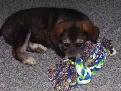 The right side of a black with gray Alaskan Malador puppy that is laying down with a paw over a dog toy.