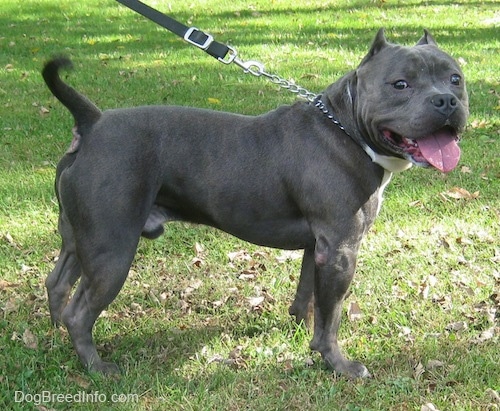Left profile - An American Bully Pit with a large head is standing in grass looking at the camera. Its ears are cropped, its mouth is open and its tongue is out.