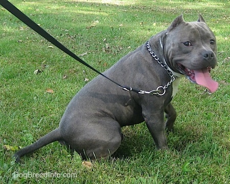 The left side of an American Bully Pit sitting in grass. Its ears are cropped, its tongue is out and its mouth is open.