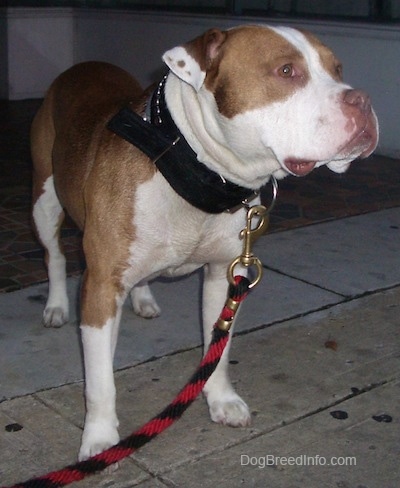 Front side view - A wide, big headed, rose-eared, tan and white Pit Bull / Bully mix breed dog is wearing a thick black collar standing on a stone surface looking to the right.