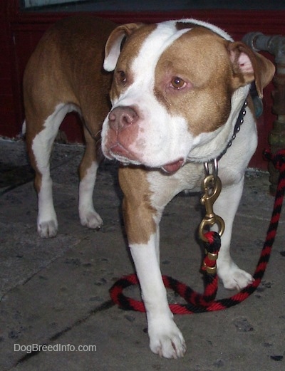 Front side view - A wide, big headed, rose-eared, tan and white Pit Bull / Bully mix breed dog is standing across a concrete surface looking to the left with a small red wall behind it.