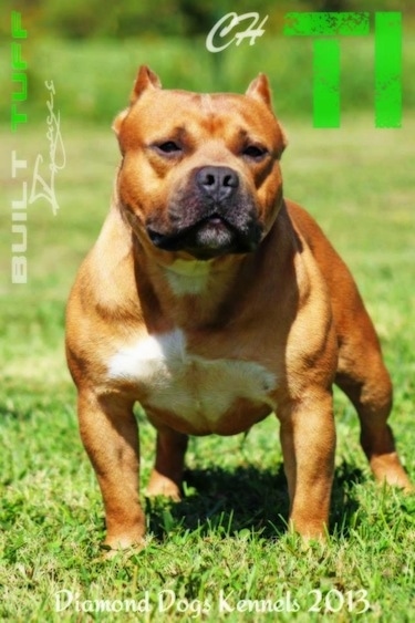 A red with white American Bully is taking a wide stance on grass and it is looking forward.