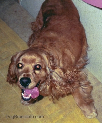 Top down view of a brown American Cocker Spaniel that is standing next to a couch with its mouth open and tongue out