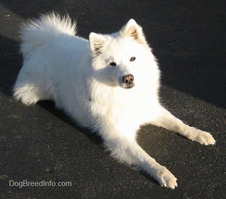 The front right side of a white American Eskimo that is laying down on a black top surface.