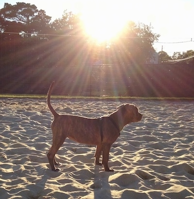 The right side of an American Pit Corso puppy that is standing across a beach and it is looking to the right.