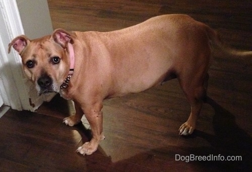 The front left side of a tan Pit Bull that is standing on a hardwood floor in front of a doorway.