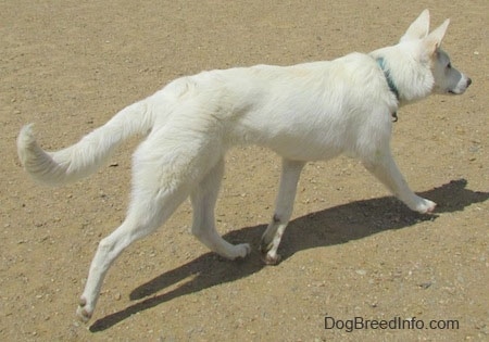 The back right side of an American White Shepherd that is trotting across a dirt surface.