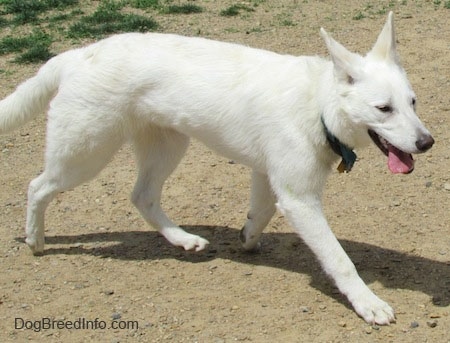 The right side of an American White Shepherd that is walking across dirt with its mouth open and tongue out.