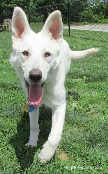 An American White Shepherd is walking up a lawn, it has its mouth open and tongue out and there is a chainlink fence behind it.