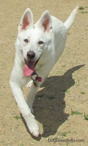 An American White Shepherd is running up dirt, its mouth is open and its tongue is out.