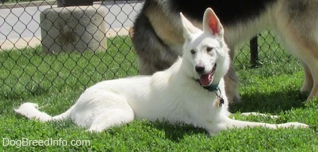 The right side of an American White Shepherd that is laying across a lawn and it is looking to the left. There is a German Shepherd Dog standing behind it.