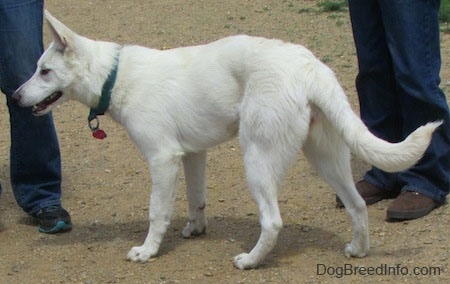 The left side of an American White Shepherd that is standing across a dirt surface and there are two people standing behind it.