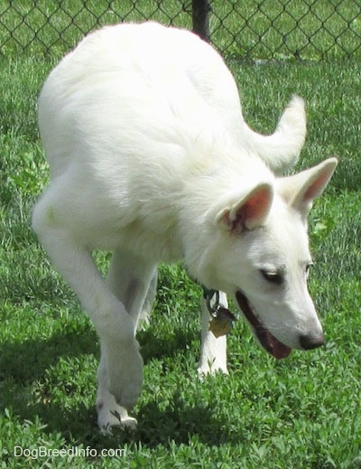 An American White Shepherd is walking around a lawn and it is looking at the grass under it.