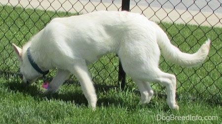 The left side of an American White Shepherd that is walking across a fence line and it is sniffing the grass