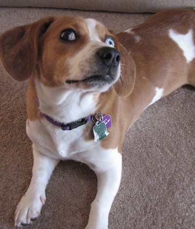 The front left side of a brown with white Beabull that is laying on a carpet with her head up and tilted to the right. The Beabull has two different colored eyes.