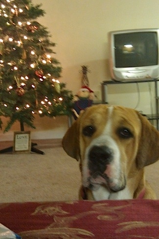 A brown with white Beabull is sitting in front of a couch. There is a christmas tree and a TV behidn it.