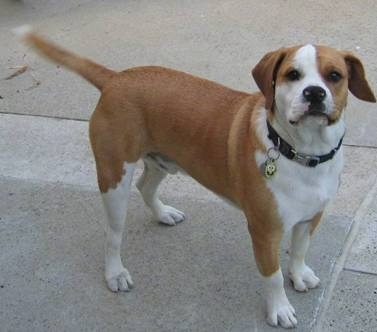 The front right side of a brown with white Beabull that is standing across a concrete surface and it is looking forward.